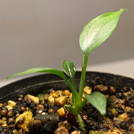 Homalomena sp. White leaf from "Pendang" Kal tengah [TB]