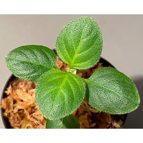 Gymnostachyum sp. from Tigalingga [HW0219-02-f1]