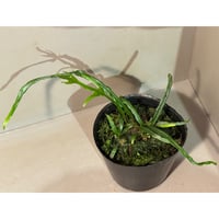 Bucephalandra motleyana 問屋便 | M・R・G・R