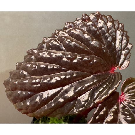 Begonia sp. from North Sumatera