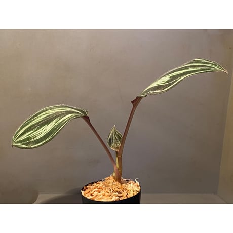 Spatholirion sp. from Guangxi