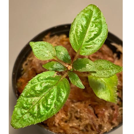 Sonerila sp. wf1 from Phang Nga Thailand [KZT]