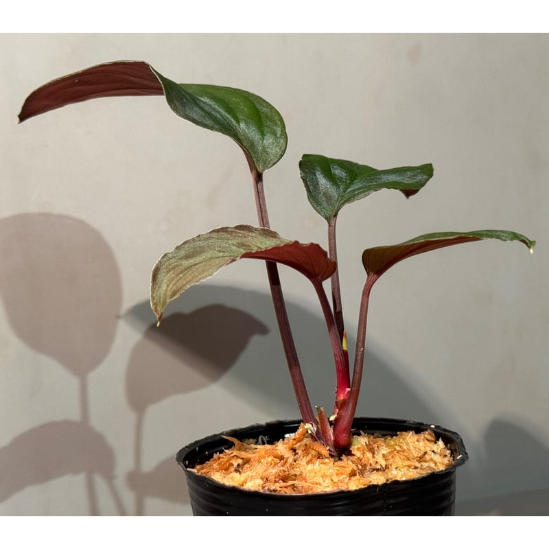 Homalomena sp. aff Insignis“Sarawak”[TB] Homalomena sp. aff Insignis“Sarawak“【TB】