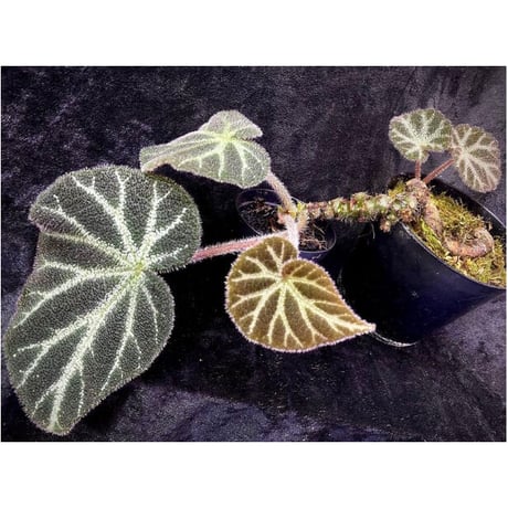 Begonia sp. from Cao Bang [YH220919] TK