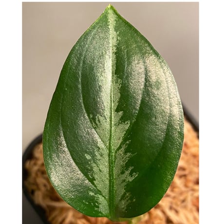 Aglaonema pictum "Hierophant-Green" 法皇緑 from Sumatera Barat [AZ0512-X]