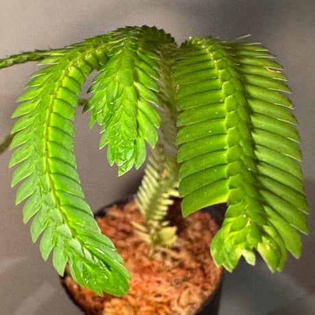 Selaginella sp. from Landak West Kalimantan