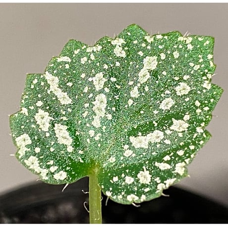 Begonia sp. from Na Hang [YH1118] TK