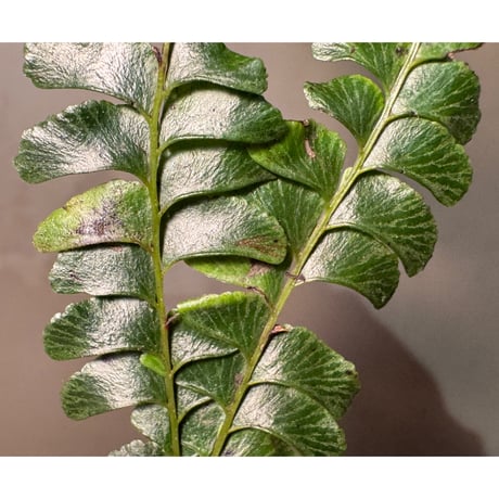 Lindsaea oblanceolata from Aceh sumatera