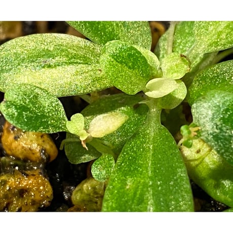 Schismatoglottis sp. "初霜錦" from Murung raya [LA0515-05]