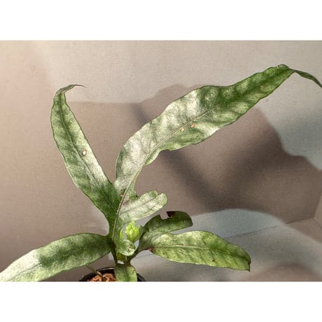 Colysis sp. from Son La Vietnam