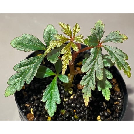 Begonia polilloensis