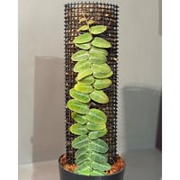 大株) Bucephalandra sp. Nanga Taman [TB] | M・R・G・R