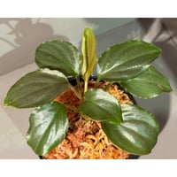 Homalomena sp. "Red" from Bogor