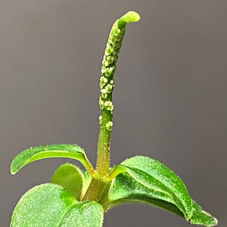Peperomia sp. from Mt. Grupoka 1800m, East Highland, PNG