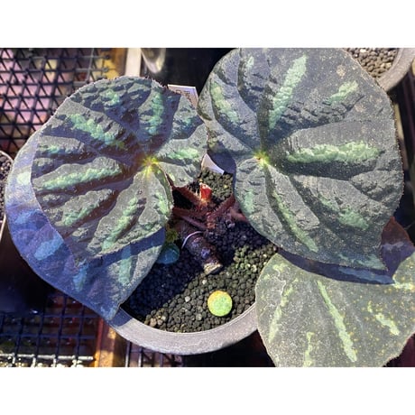 Begonia sp. from Cao Bang [YH251019] TK