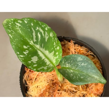 スキスマトグロッティス | STORES