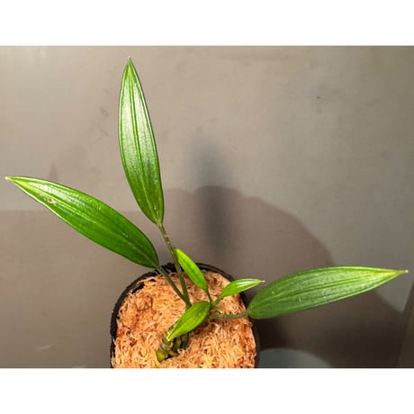 Pursegloveia cf. minima from Kapuas hulu West Kalimantan