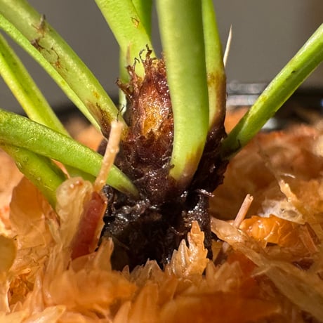 Asplenium cf. kenzoi from Philippines