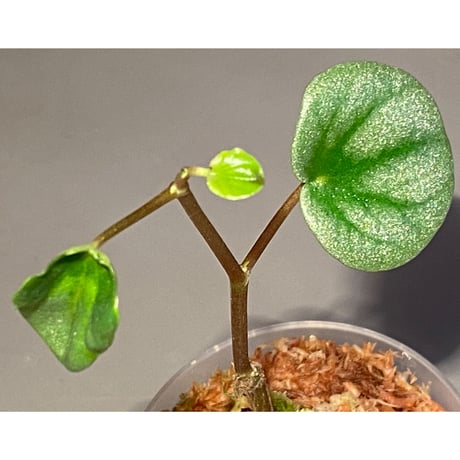 Peperomia sp. from Colombia [tanakay]