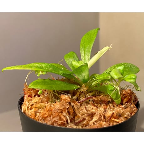 Schismatoglottis sp. "初霜錦" from Murung raya [LA0515-05]