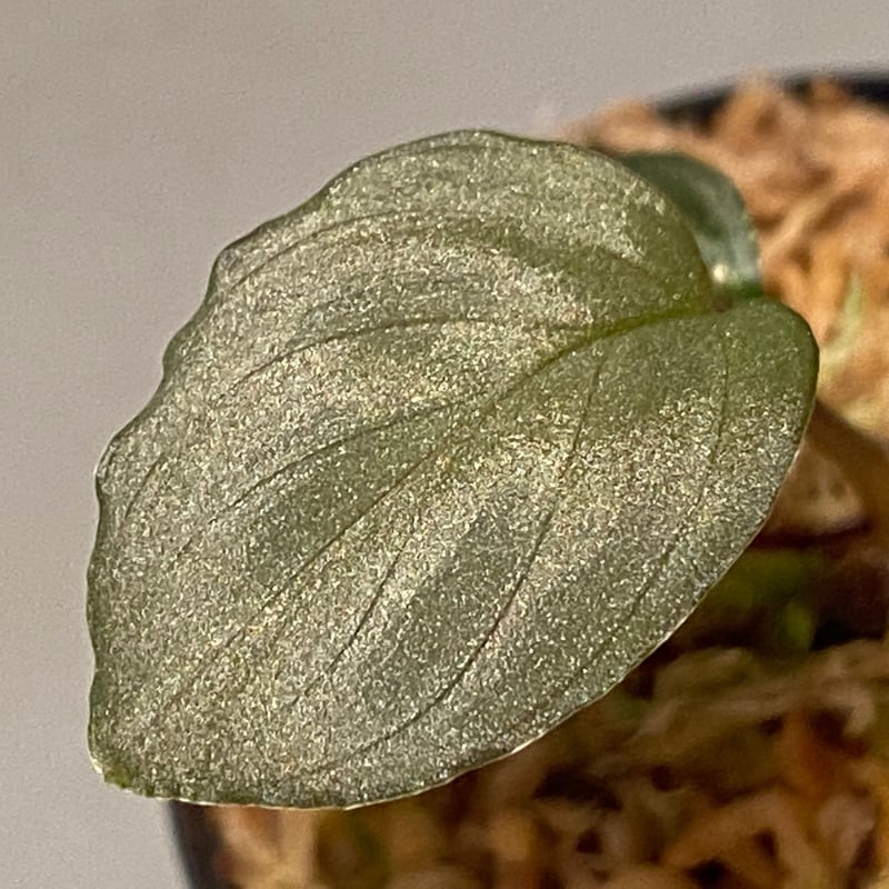 HW本タグ付き) Homalomena sp. 