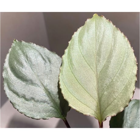 Homalomena 'Rec1-29' K0718-f1 [KZT]