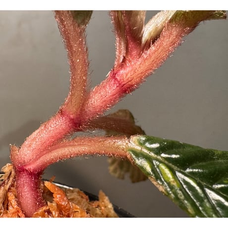 Acranthera sp. from Sekadau
