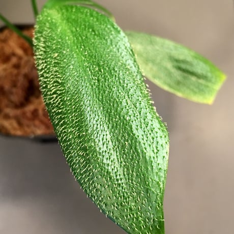 Homalomena hasei "狐尾"from Aceh Sumatera [LA]