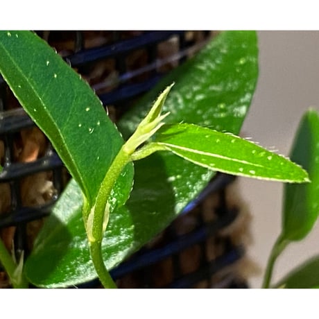 Ficus sp. from Bau
