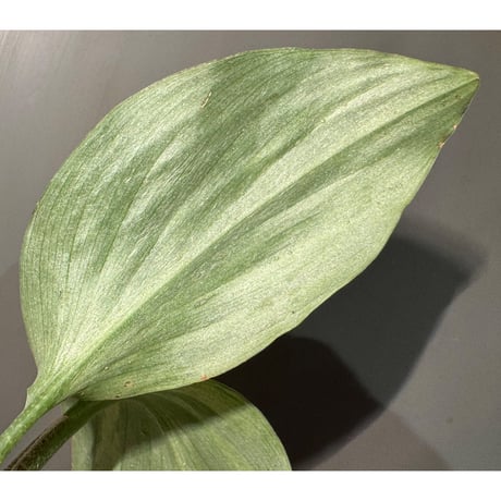 Kaempferia pulchra 'Variegata'