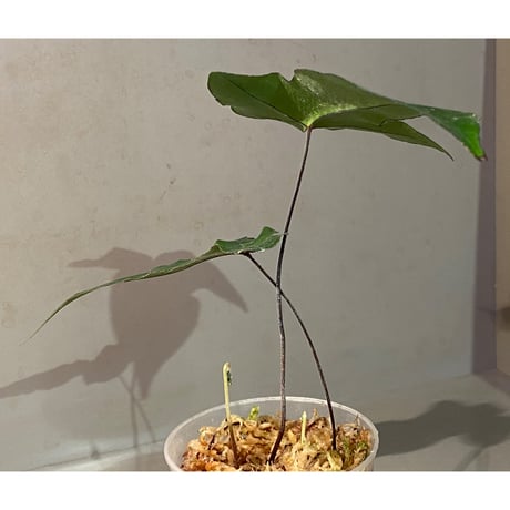 Hemionitis arifolia from Prachuap Khiri Khan Thailand
