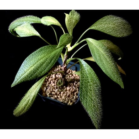 Homalomena hasei "狐尾" from Aceh sumatera [LA0616-04]