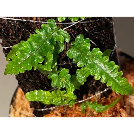 Teratophyllum sp. from Sibolga Timur [HW1017-03]