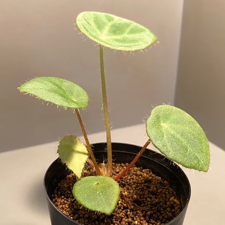 Begonia kingiana from Jerantut [TK170717]
