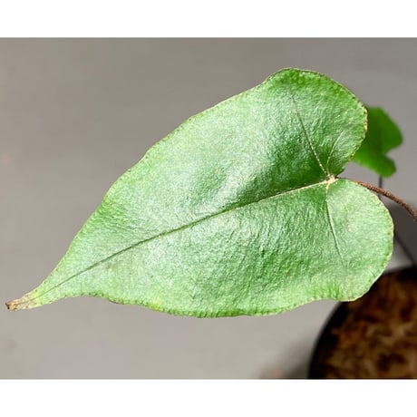 Hemionitis arifolia from Prachuap Khiri Khan