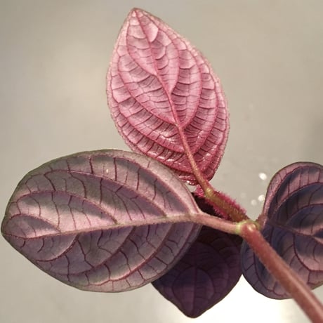 Cosmianthemum bullatum [LA0515-02]