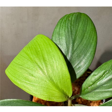 Homalomena sp. "Aceh selatan2" Sumatra [TB]