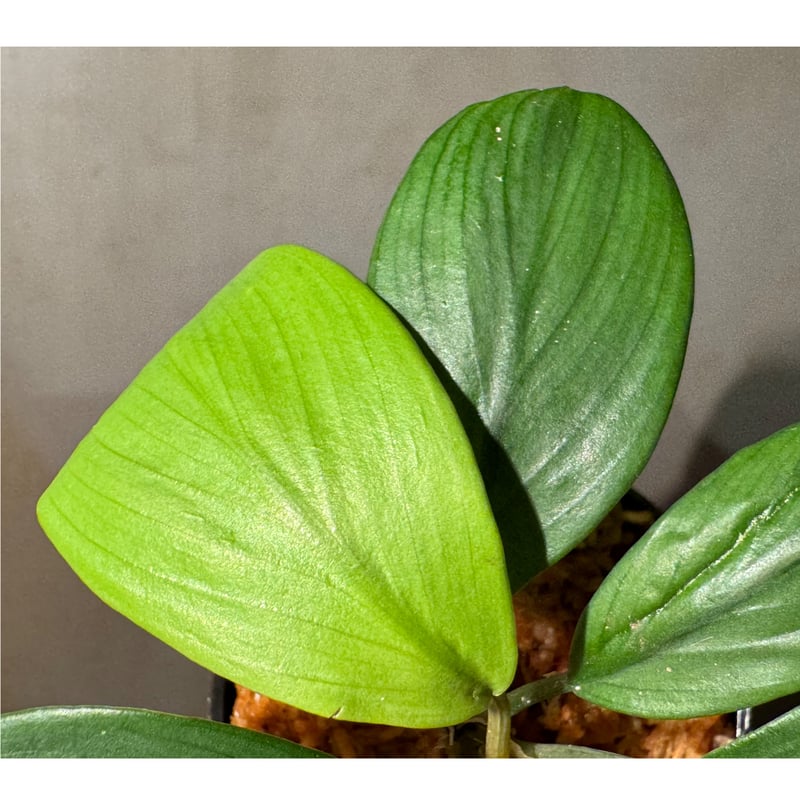 Homalomena sp. 