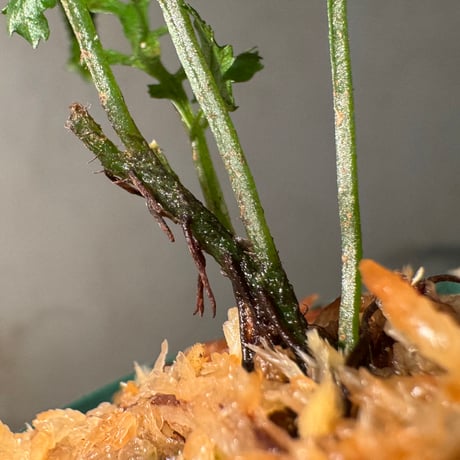 Bolbitis heteroclita from 500〜600m Aurora Luzon Philippines