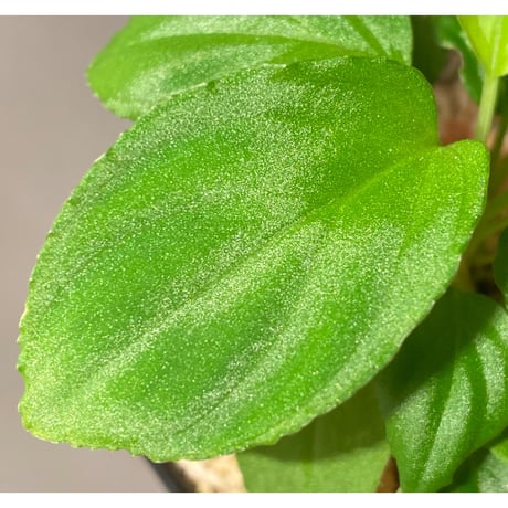 Homalomena sp. "Minimum" from Padan Utara [AZ0512-04]