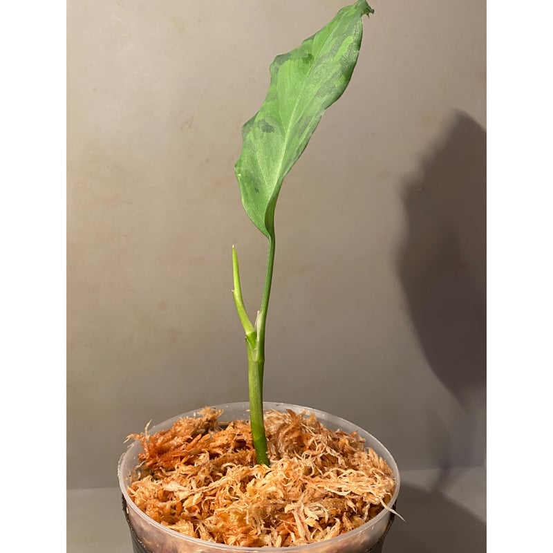 Aglaonema pictum from Aceh sumatera [LA0121-01z