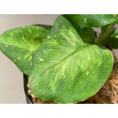 (メタルタグ付き) Aglaonema pictum " White-Devil" JCS from Pulau Nias [AZ0715-2]