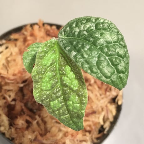 Elatostema sp. (Sri Lanka) ?
