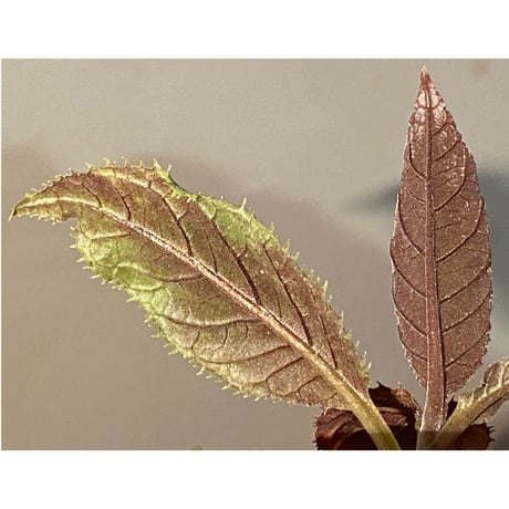 Ardisia gigantifolia [LA]