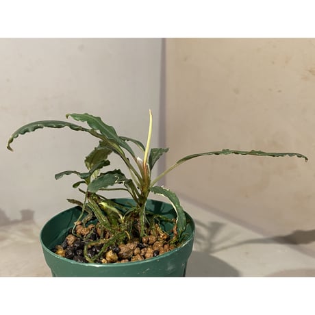 Bucephalandra sp. "Crocodile"