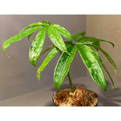 Anthurium polyschistum from Napo Ecuador [tanakay]