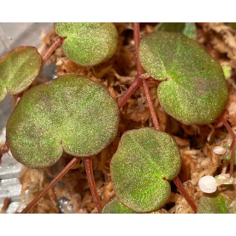 Begonia lichenora (sp.Mini) from Kalimantan Sarawak border [LA]