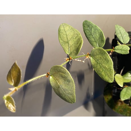 Ficus sp. from Murung raya [LA0515-05]