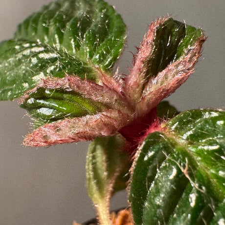 Acranthera sp. from Sekadau