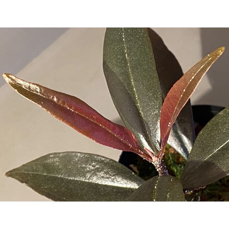 Medinilla sp. from Irian Jaya Papua